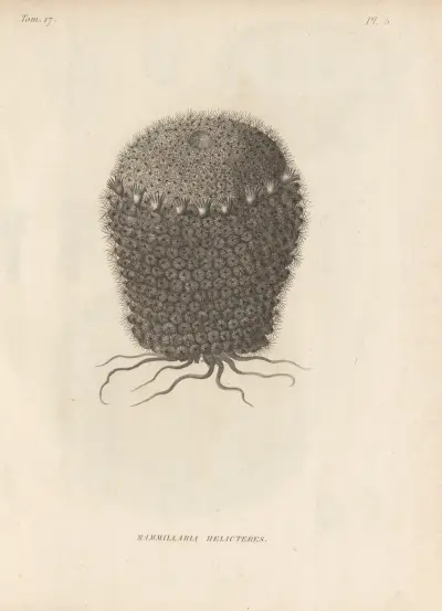 Mammillaria helicteres, Augustin Pyramus de Candolle