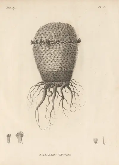 Mammillaria lanifera, Augustin Pyramus de Candolle
