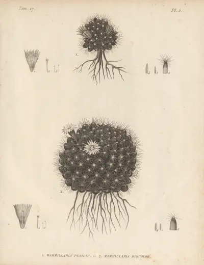 Mammillaria pusilla, Mammillaria discolor, Augustin Pyramus de Candolle