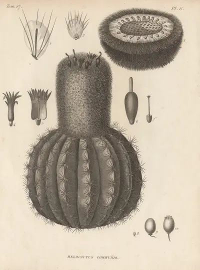 Melocactus communis, Augustin Pyramus de Candolle