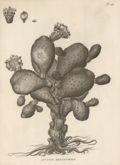 Opuntia hernandezii, Augustin Pyramus de Candolle