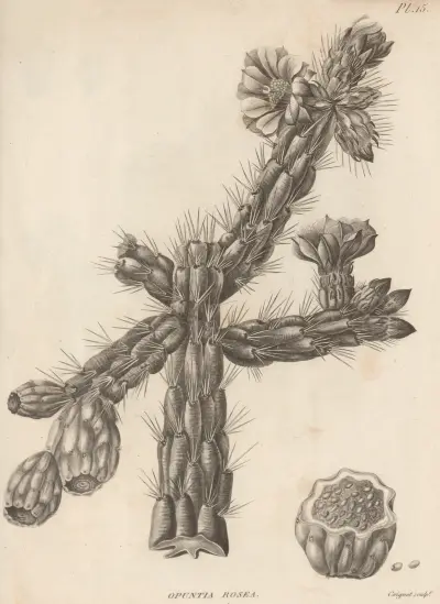 Opuntia rosea, Augustin Pyramus de Candolle