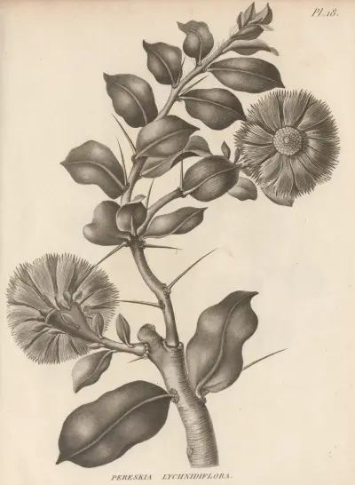 Pereskia lychnidiflora, Augustin Pyramus de Candolle