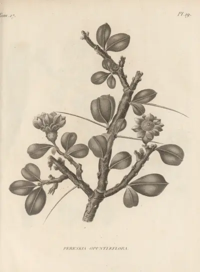 Pereskia opuntiaeflora, Augustin Pyramus de Candolle