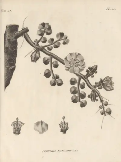 Pereskia rotundifolia, Augustin Pyramus de Candolle