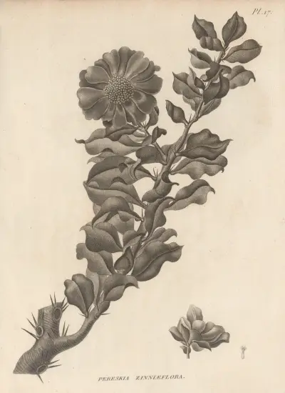 Pereskia zinniaeflora, Augustin Pyramus de Candolle