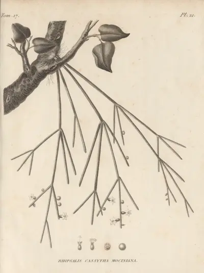 Rhipsalis cassytha mociniana, Augustin Pyramus de Candolle