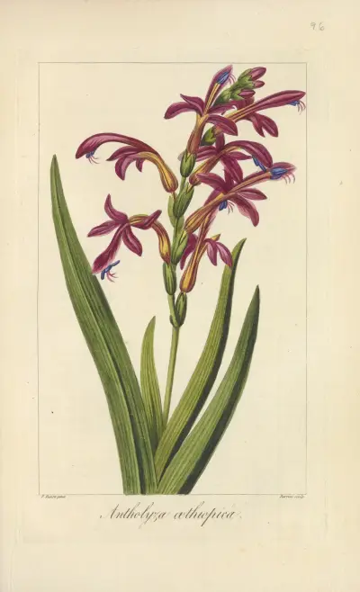Antholyza æthiopica av Jean Claude Michel Mordant de Launay
