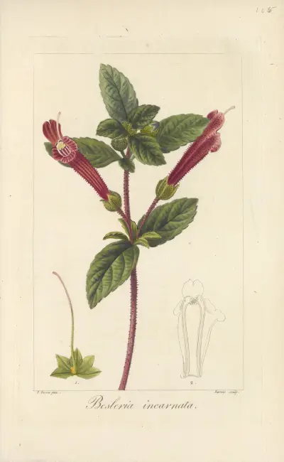 Besleria incarnata av Jean Claude Michel Mordant de Launay