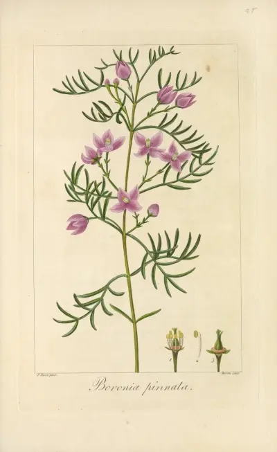 Boronia pinnata av Jean Claude Michel Mordant de Launay