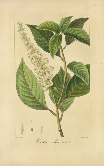 Clethra montana av Jean Claude Michel Mordant de Launay