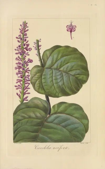 Coccoloba uvifera av Jean Claude Michel Mordant de Launay