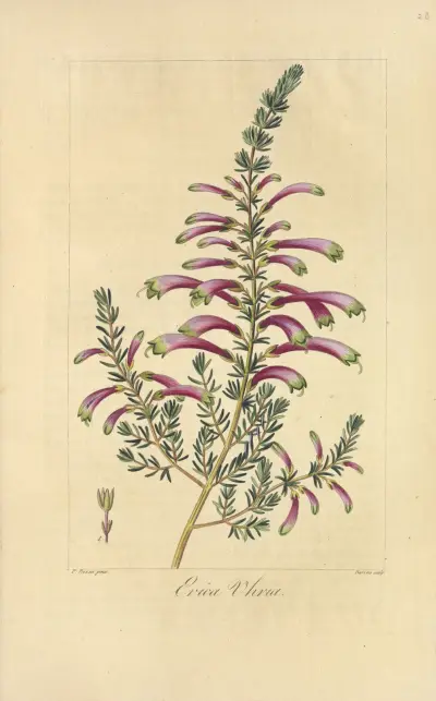 Erica uhria av Jean Claude Michel Mordant de Launay