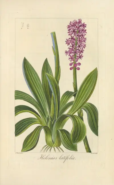 Helonias latifolia av Jean Claude Michel Mordant de Launay