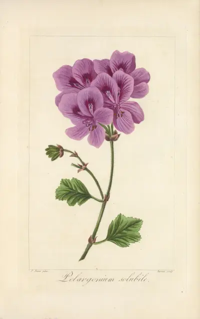 Pelargonium solubile av Jean Claude Michel Mordant de Launay