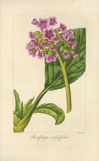 Saxifraga crassifolia av Jean Claude Michel Mordant de Launay