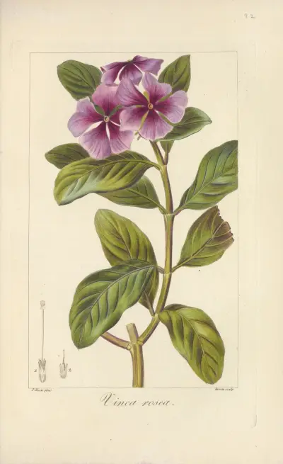 Vinca rosea av Jean Claude Michel Mordant de Launay