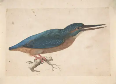 A Kingfisher on a Branch, Jacques Le Moyne de Morgues