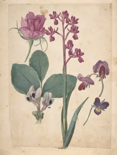 A Sheet of Studies of Flowers; A Rose, a Heartsease, a Sweet Pea, a Garden Pea, and a Lax-flowered Orchid, Jacques Le Moyne de Morgues