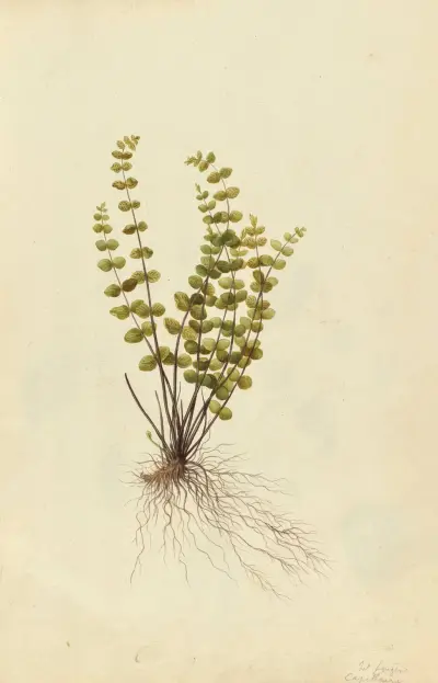 Asplenium trichomanes. Maidenhair fern, Jacques Le Moyne de Morgues