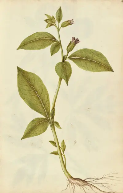 Atropa belladonna. Deadly nightshade, Jacques Le Moyne de Morgues