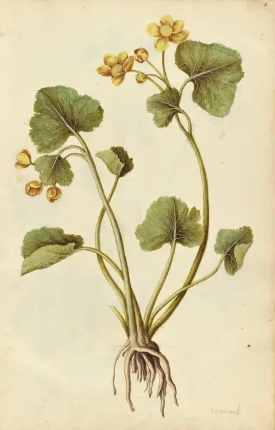 Caltha palustris. Kingcup, Jacques Le Moyne de Morgues