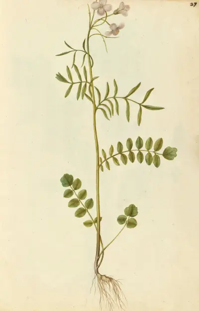 Cardamine pratensis. Gilliflower or milkmaids, Jacques Le Moyne de Morgues