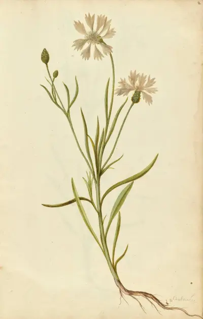 Centaurea cyanus. Cornflower, Jacques Le Moyne de Morgues