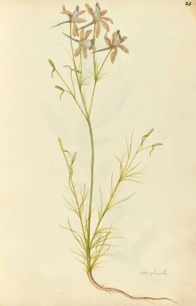 Consolida ambigua. Larkspur, Jacques Le Moyne de Morgues