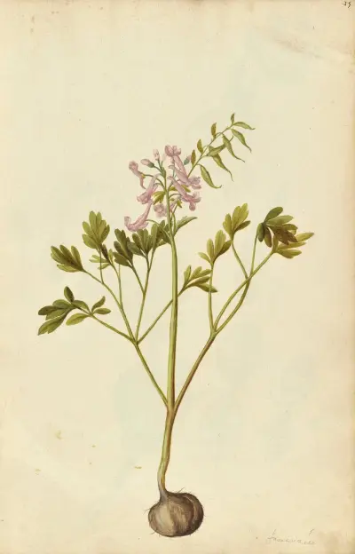 Corydalis solida, Jacques Le Moyne de Morgues