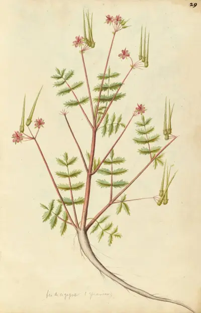 Erodium cicutarium. Common stork’s bill, Jacques Le Moyne de Morgues