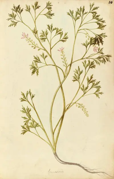 Fumariaceae officialis. Common fumitory, Jacques Le Moyne de Morgues