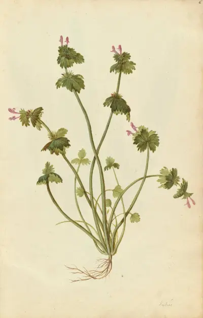 Lamium amplexicaule. Henbit, Jacques Le Moyne de Morgues