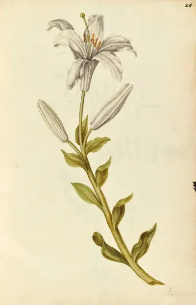 Lilium candidum. Lily, Jacques Le Moyne de Morgues
