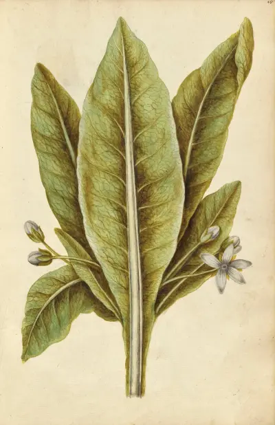 Mandragora officinarum. Mandrake, Jacques Le Moyne de Morgues