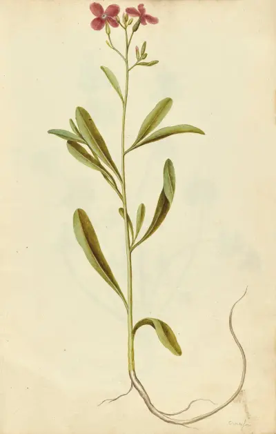 Matthiola incana. Stock, Jacques Le Moyne de Morgues
