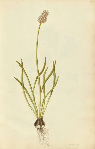 Muscari botryoides. Grape hyacinth, Jacques Le Moyne de Morgues