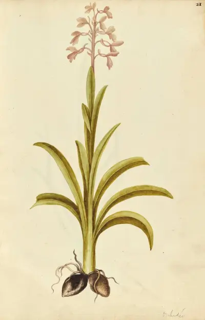 Orchis mascula (possibly Orchis laxiflora). Early purple orchid, Jacques Le Moyne de Morgues