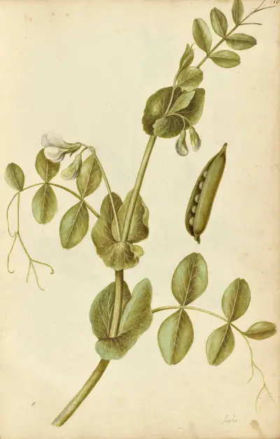 Pisum sativum. Garden pea, Jacques Le Moyne de Morgues
