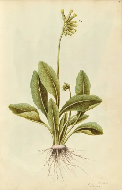 Primula veris or Primula x tommasinii. Cowslip or false oxslip, Jacques Le Moyne de Morgues