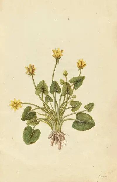 Ranunculus ficaria. Lesser celandine, Jacques Le Moyne de Morgues