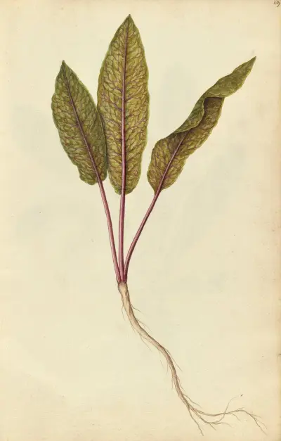 Rumex sanguinius var. sanguinius. Blood dock, Jacques Le Moyne de Morgues