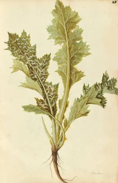 Silybum marianum. Milk thistle, Jacques Le Moyne de Morgues