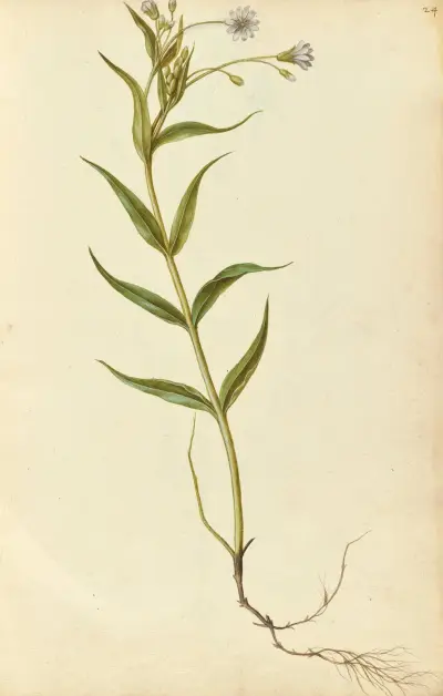 Stellaria holostea. Stitchwort, Jacques Le Moyne de Morgues