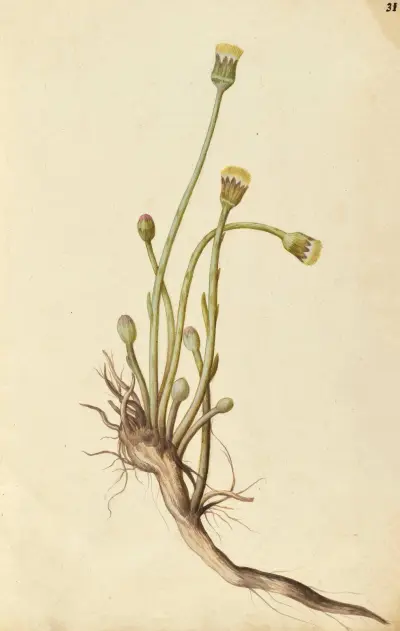Tussilago farfara. Coltsfoot, Jacques Le Moyne de Morgues