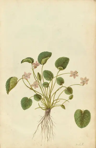 Viola odorata. Sweet violet, Jacques Le Moyne de Morgues