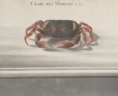 Přírodopisný kabinet ze Saint-Domingue, tabule 122, René de Rabié