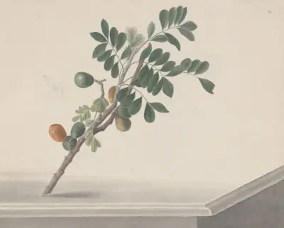 Natural history of Saint Domingue Pl.143, René de Rabié
