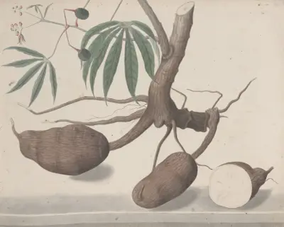 Přírodopis ostrova Saint-Domingue, tabule 147, René de Rabié