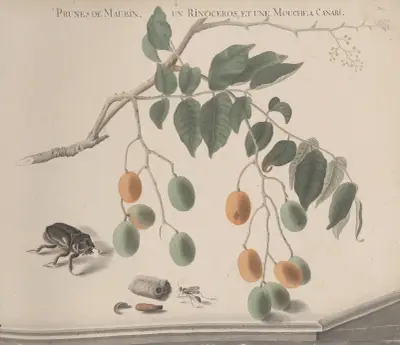 Přírodopis Saint-Domingue, tabule 158, René de Rabié